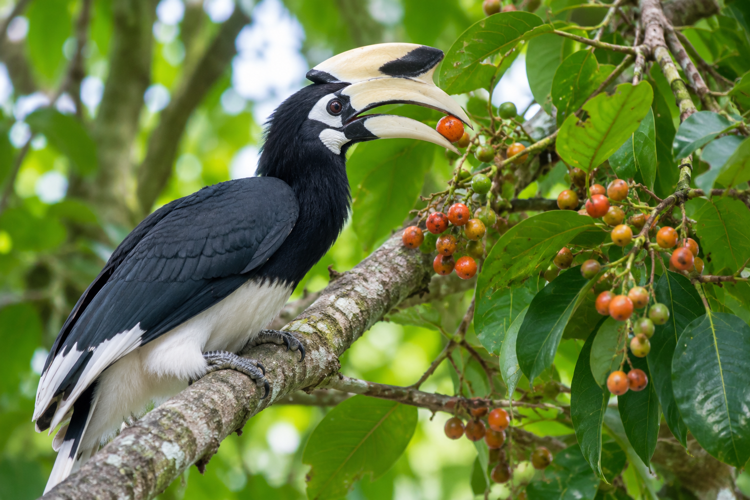Hornbill in the green forests of Dandeli